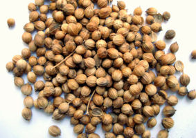 Photo couleur de graines de coriandre