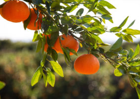 Photo couleur de mandarines