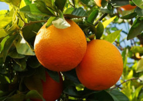 Photo couleur d'oranges douces