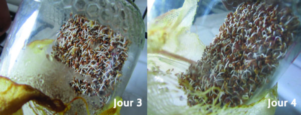 Photo couleur du processus de germination jour 3 et 4