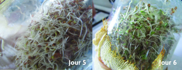 Photo couleur du processus de germination jour 5 et 6