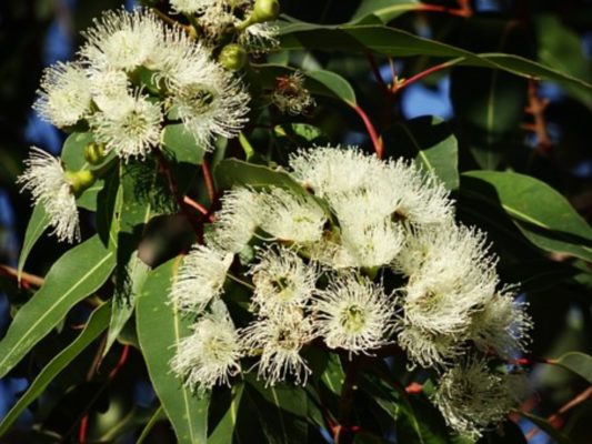 Photo couleur de fleurs d'Eucalytptus