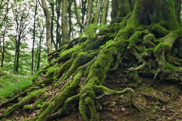 Photo de racines d'un arbre couvertes de mousses
