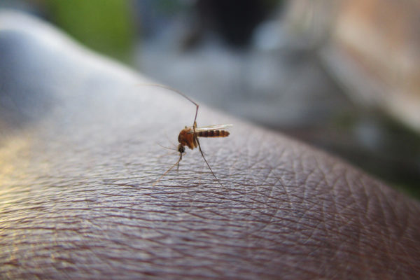 Photo d'un moustique posé sur un bras