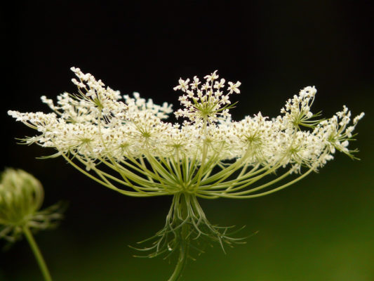 Photo d'une fleur de Carotte Sauvage