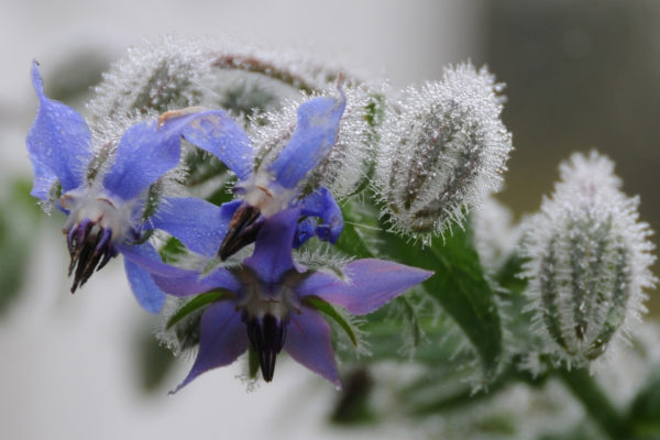 Photo couleur de fleurs de bourrache