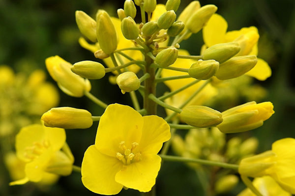 Photo de fleurs de Colza