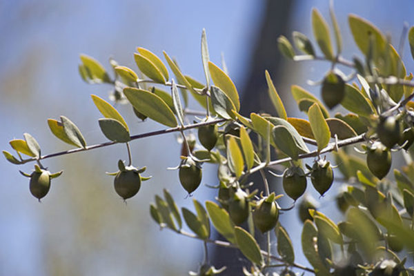 Photo de branches de Jojoba