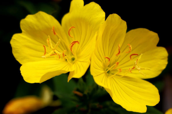 Photo de fleurs d’Onagre