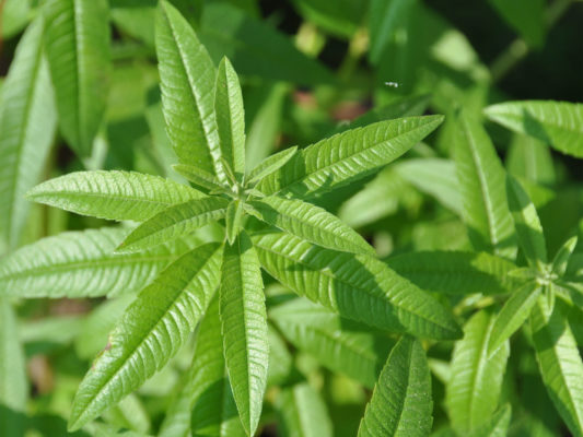 Photo de feuille de Verveine Odorante ou Citronnée