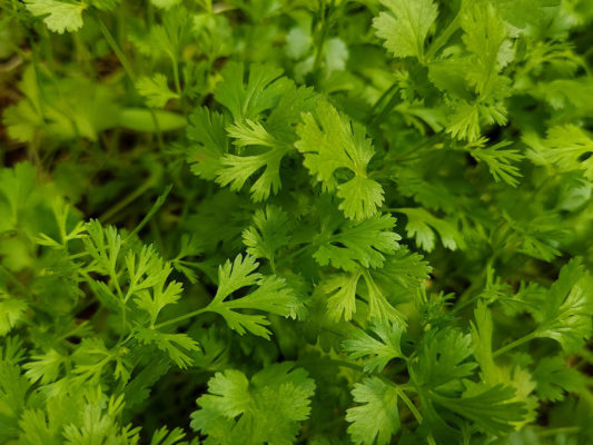 Photo de feuilles de Coriandre