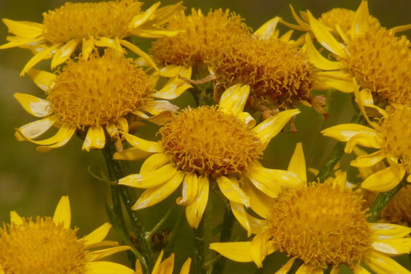 Photo de fleurs d'Arnca Montana