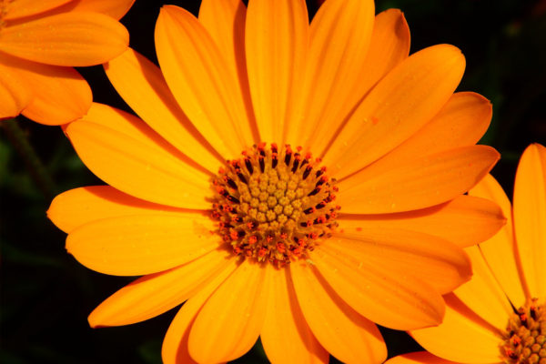 Photo d'une fleur de Calendula
