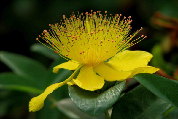 Photo couleur d'une fleur de Millepertuis