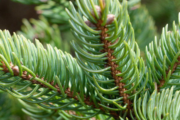 Branches de Sapin Baumier