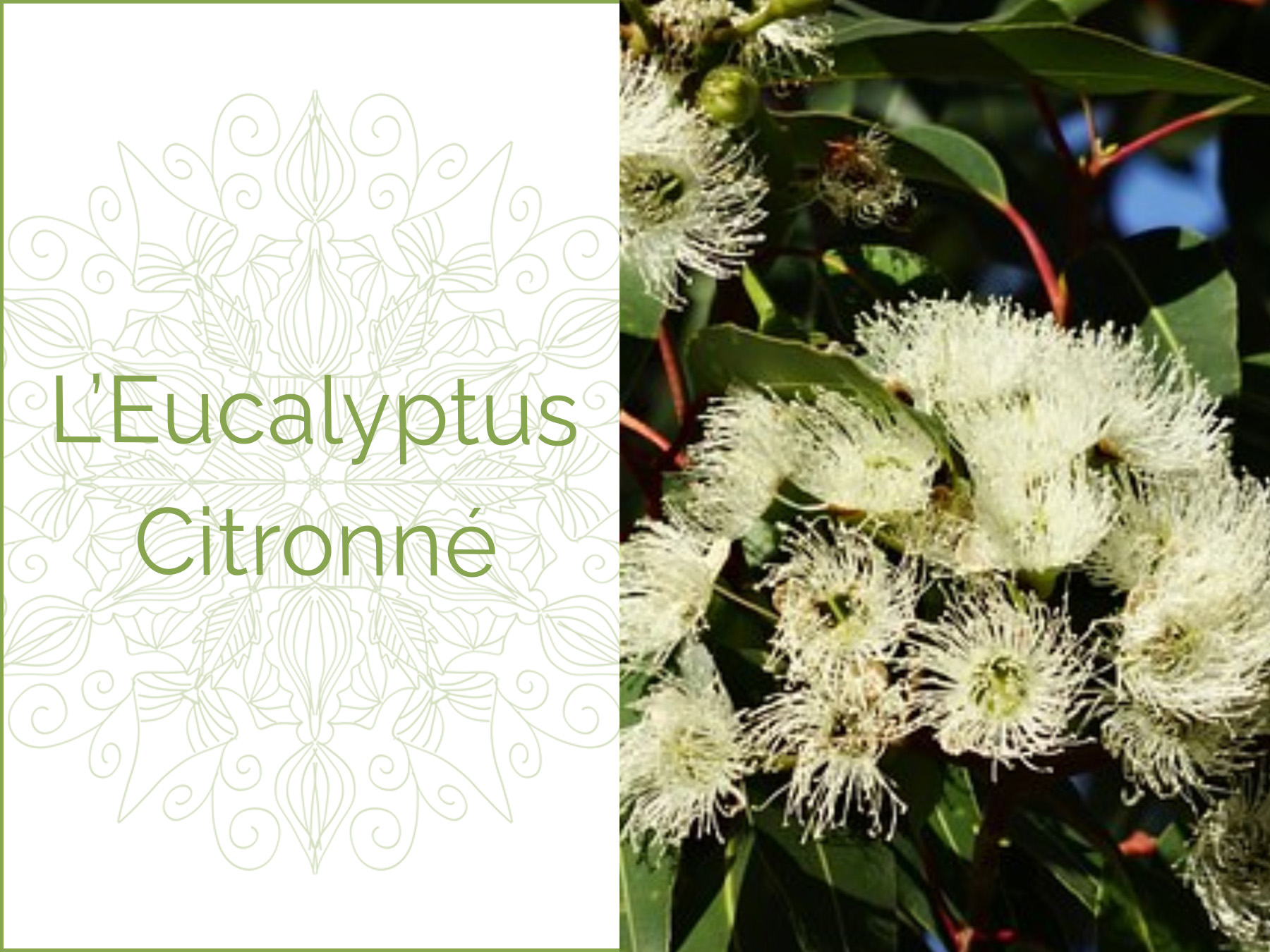 Photo couleur de fleurs d'Eucalytptus