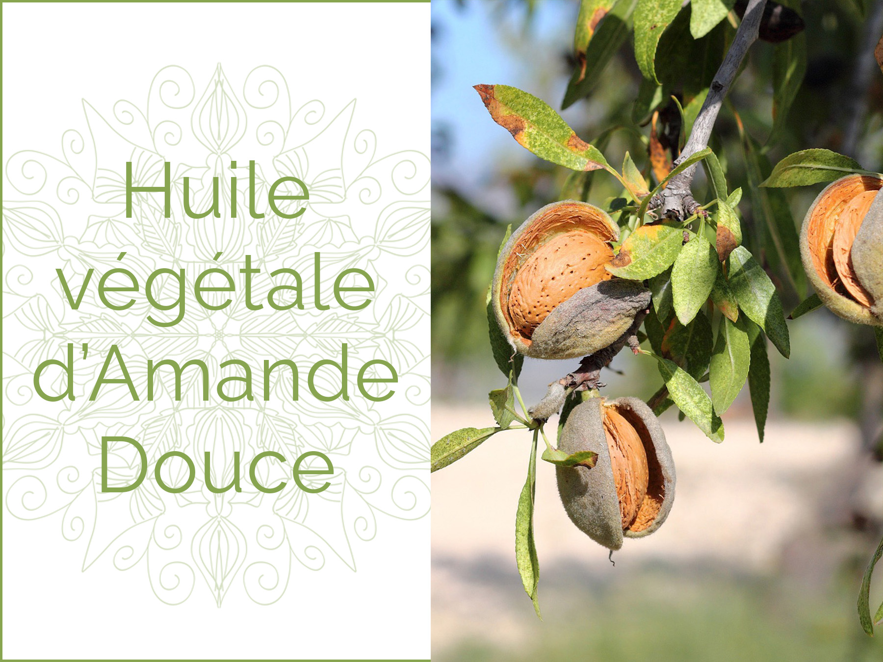 Photo d’Amandes Douces