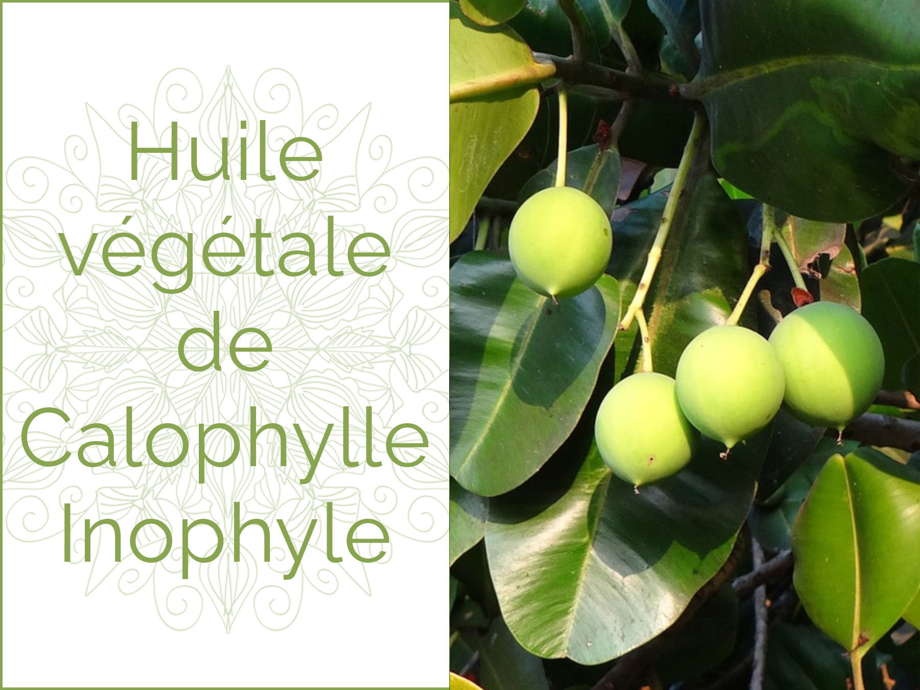 Photo de calophylle inophyle