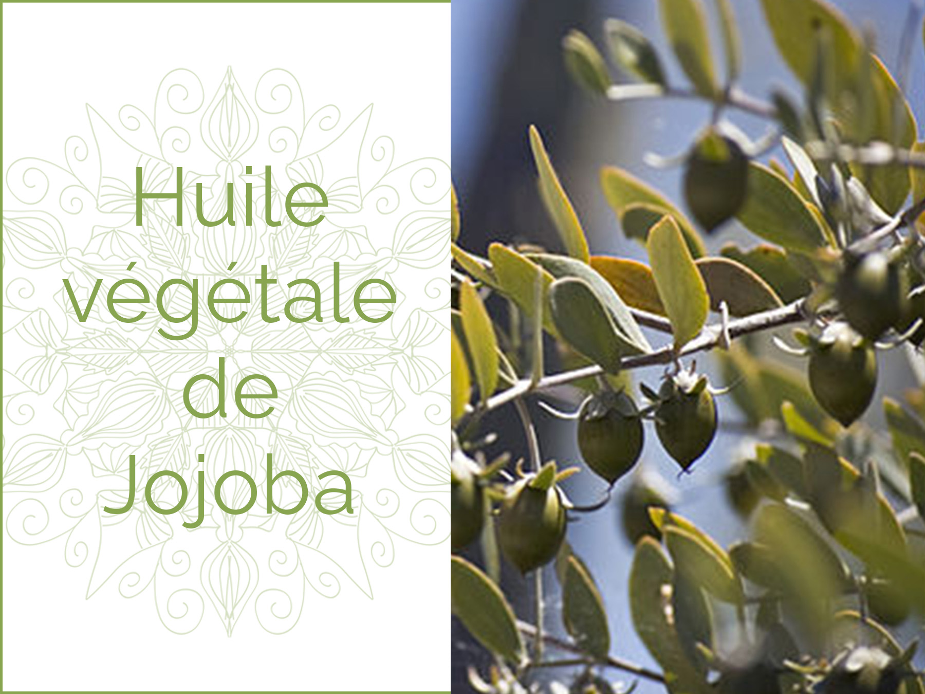 Photo d'une branche de Jojoba