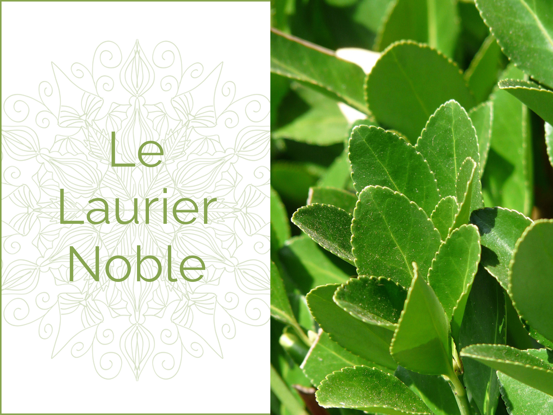 Photo couleur de feuilles de Laurier Noble