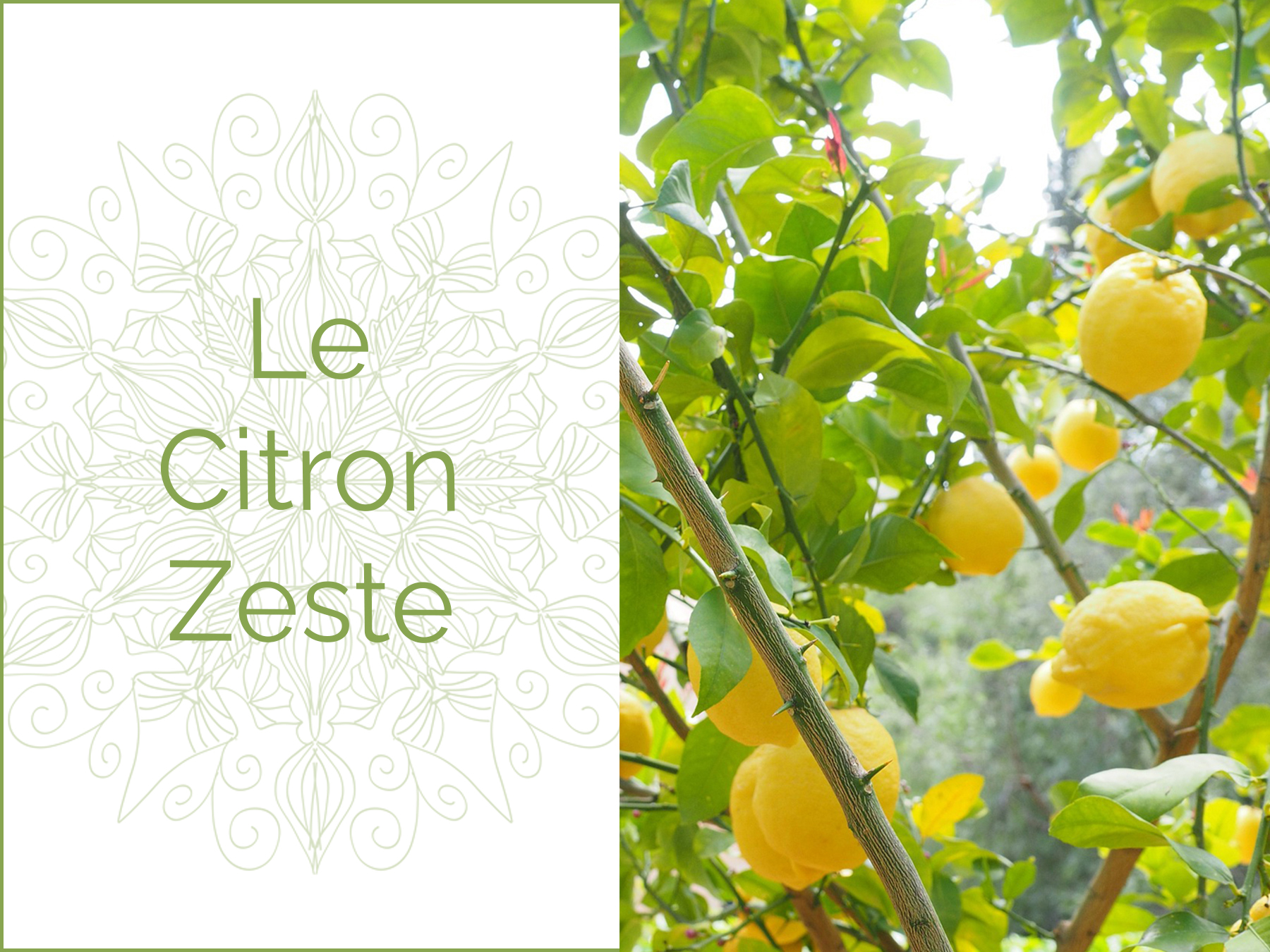 Photo de deux citrons jaunes