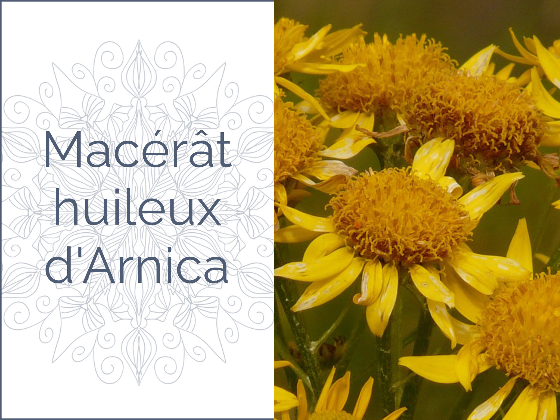 Photo couleur de fleurs d'Arnica