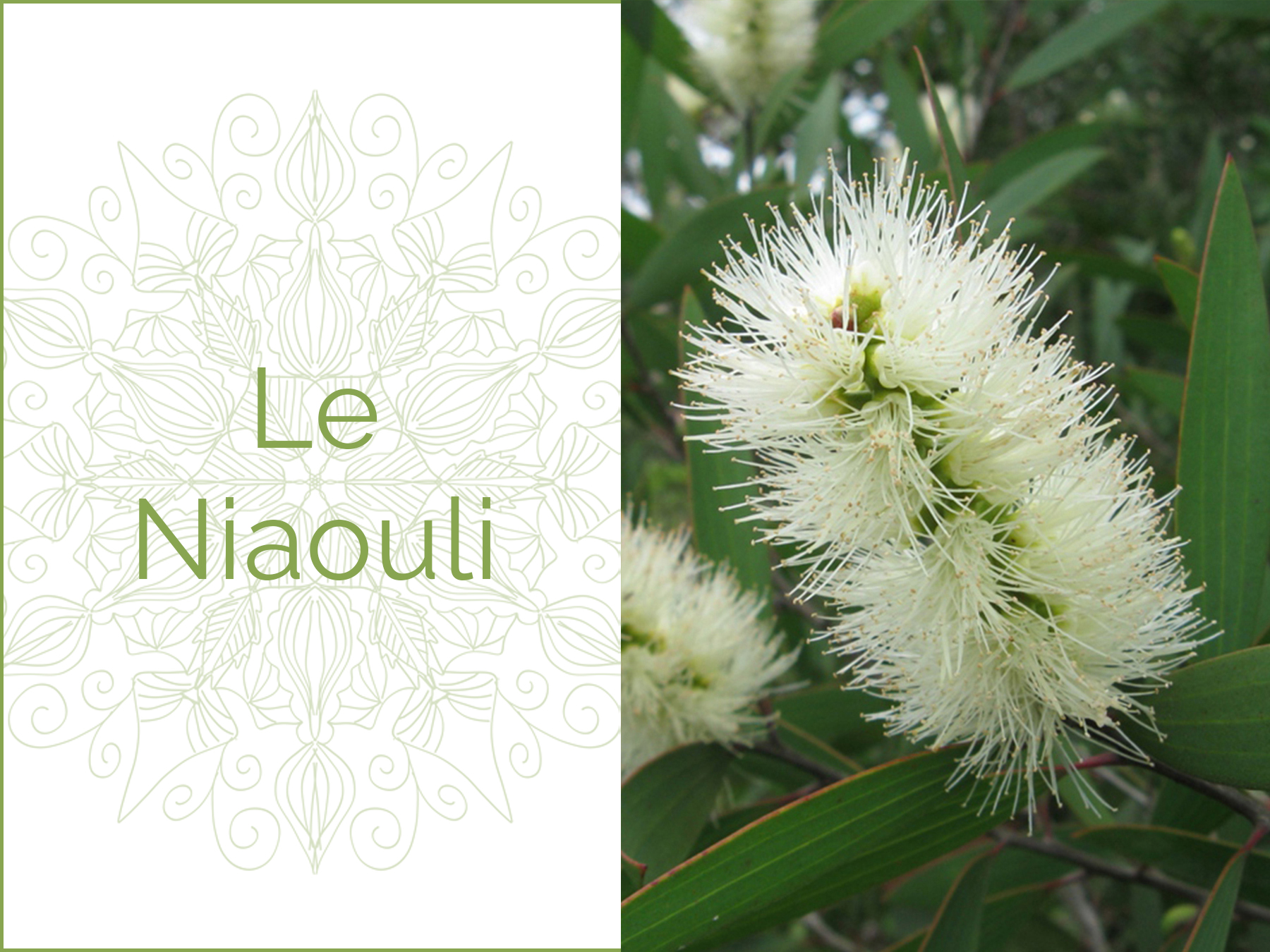 Photo couleur d'une fleur de Niaouli