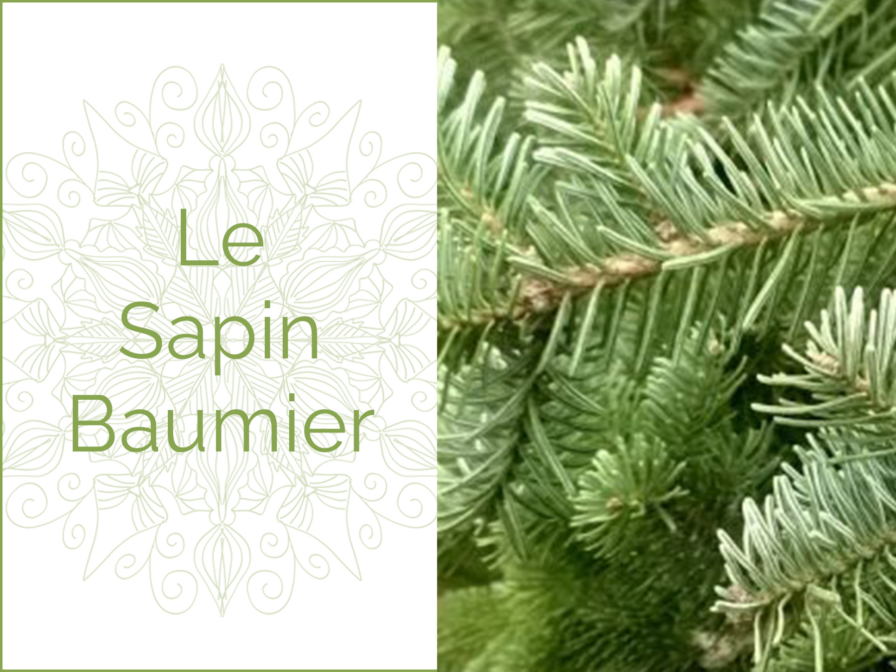 Photo couleur de branches de sapin baumier