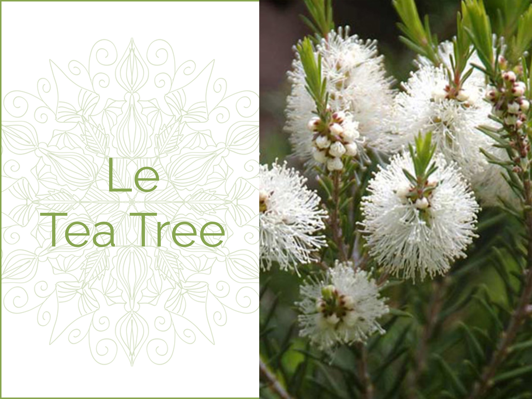 Fleurs de Tea Tree (arbre à thé)