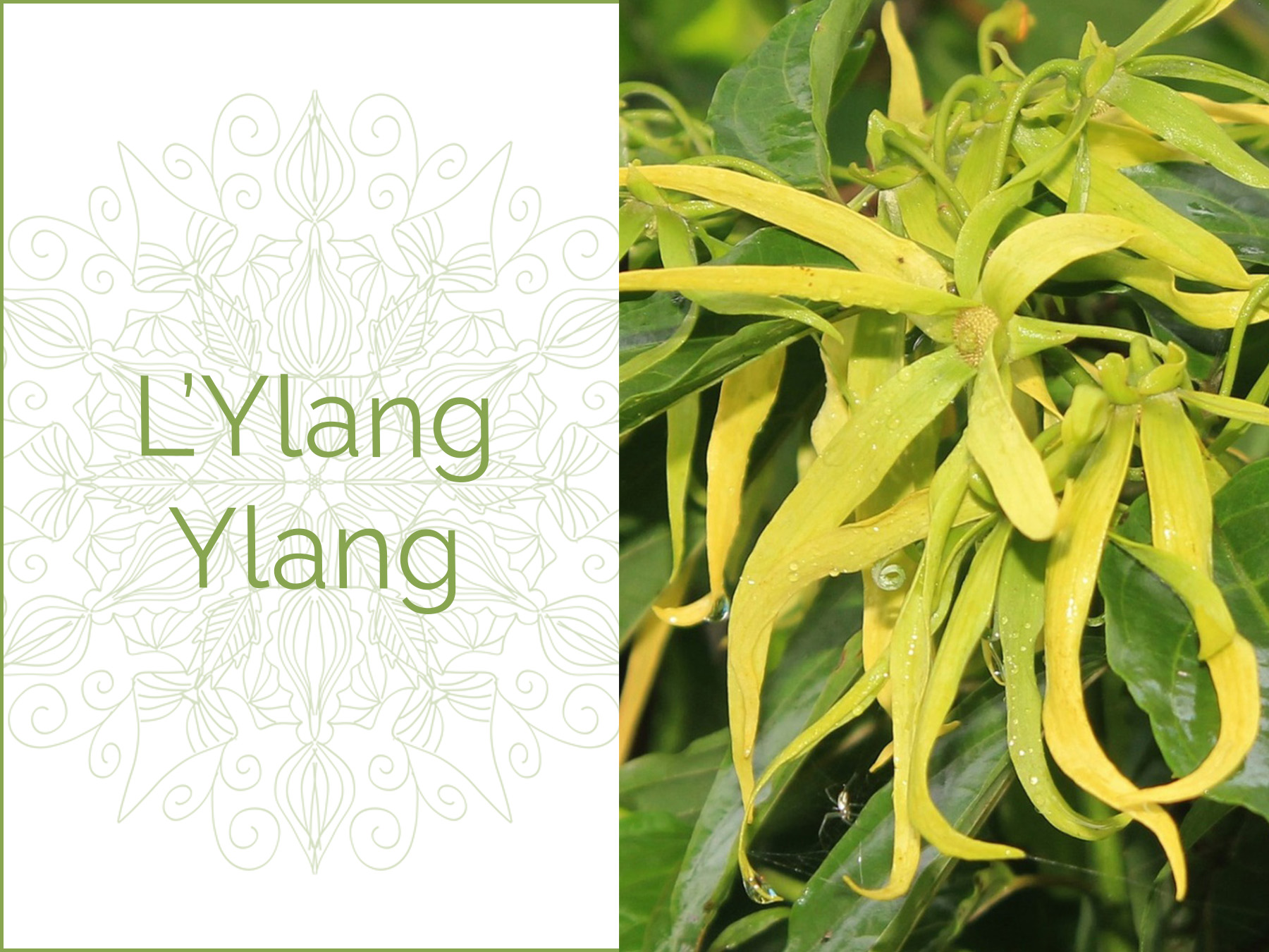 Photo couleur d'une fleur d'Ylang Ylang